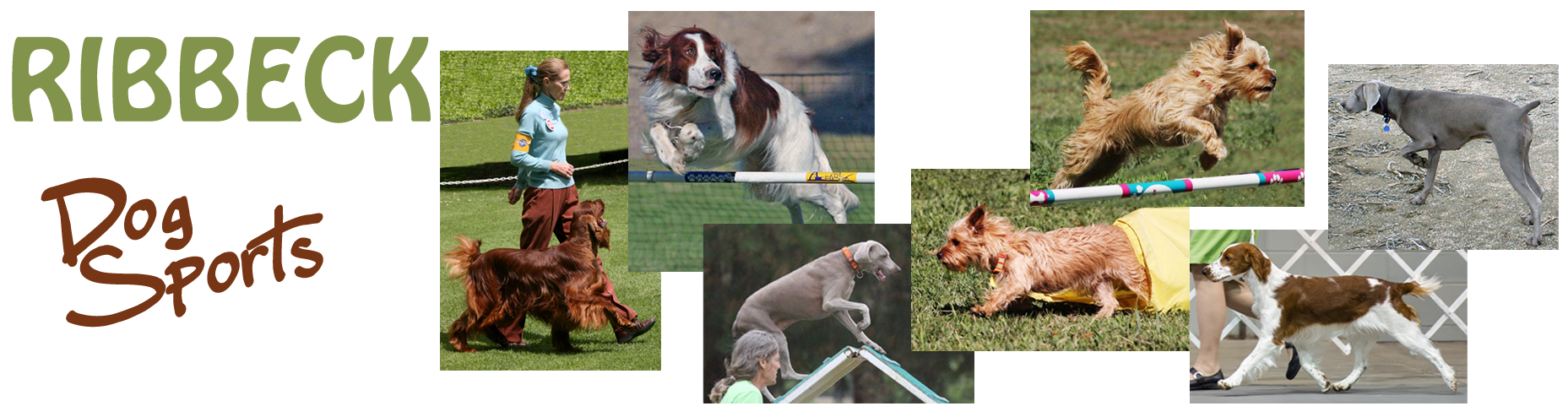 Ribbeck Dog Sports